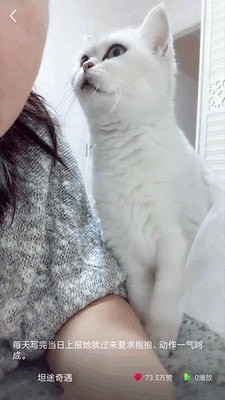 猫咪小视频app